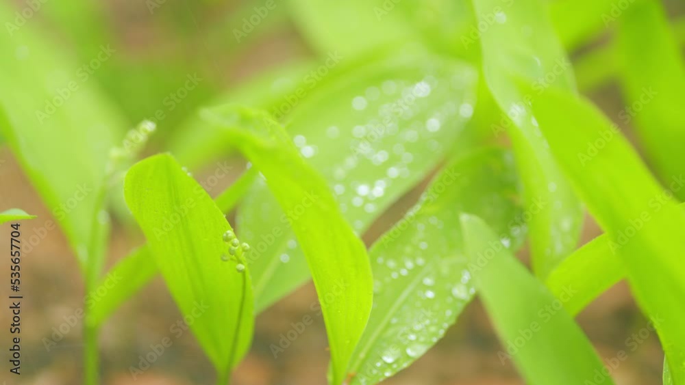 Wonderful lily of the valley buds. Beautiful lily of the valley in the forest. Close up. Wonderful lily of the valley buds. Beautiful lily of the valley in the forest. Close up.