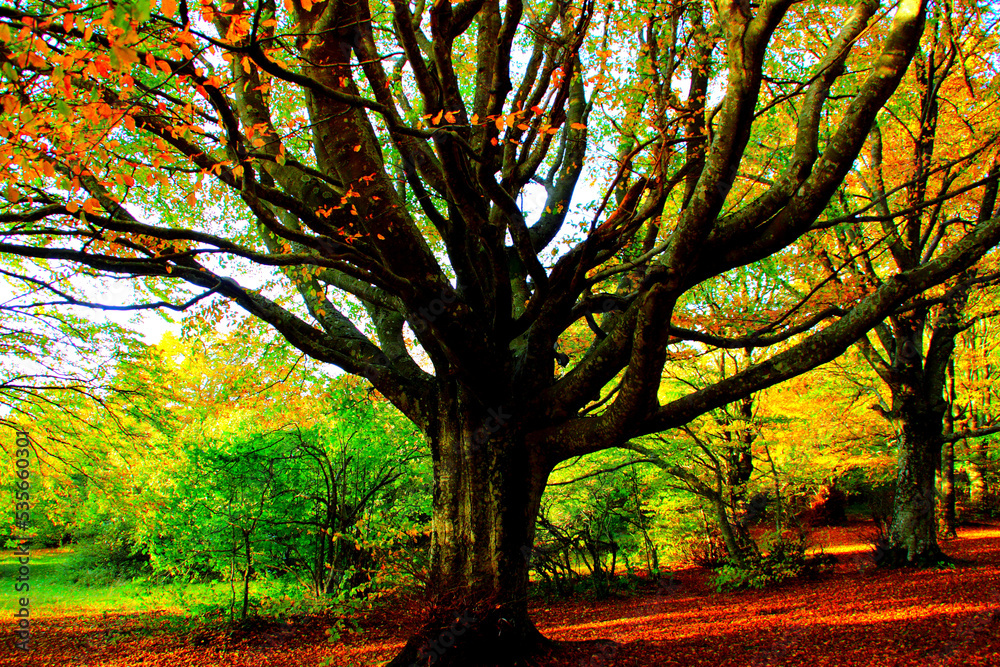 Naklejka premium Massive beech tree with numerous sprawling branches in Monte San Vicino e Monte Canfaito grove shining with autumn colors and illuminated by soft sunlight