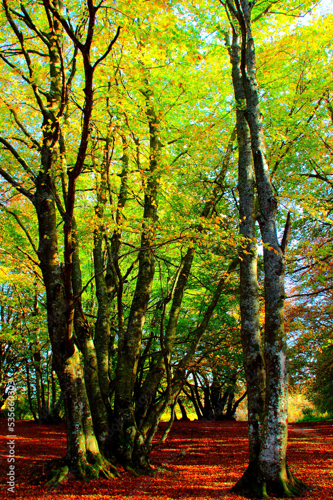 Multiple trunks of beech trees with green and yellow autumn leaves surrounded by dry foliage in the wonderful Monte San Vicino e Monte Canfaito natural reserve