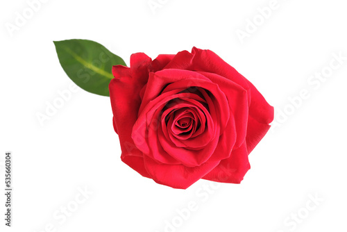 Red rose bud isolated on white background close-up top view.