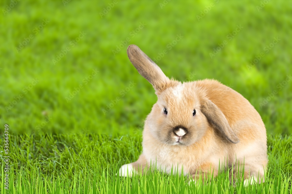 Little wild rabbit or bunny on the green grass. Little wild rabbit or bunny on the green grass.