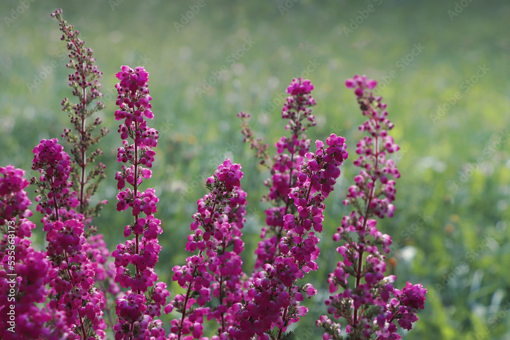 Heather shrub with blooming flowers outdoors, closeup Heather shrub with blooming flowers outdoors, closeup