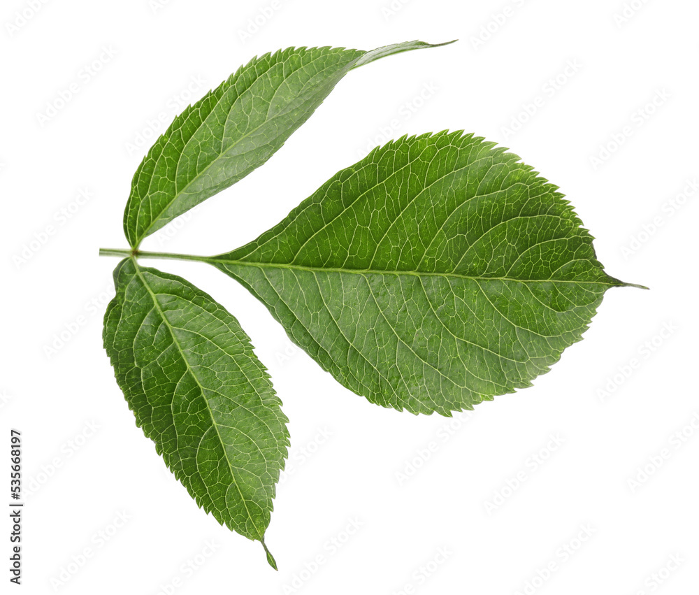Fresh green elderberry leaves on white background Fresh green elderberry leaves on white background