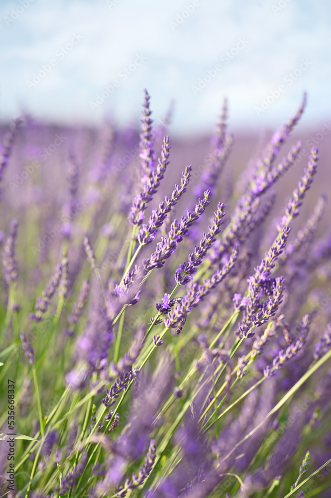 Fototapeta premium Beautiful blooming lavender plants growing in field, closeup