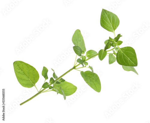 Aromatic green marjoram sprig isolated on white. Fresh herb