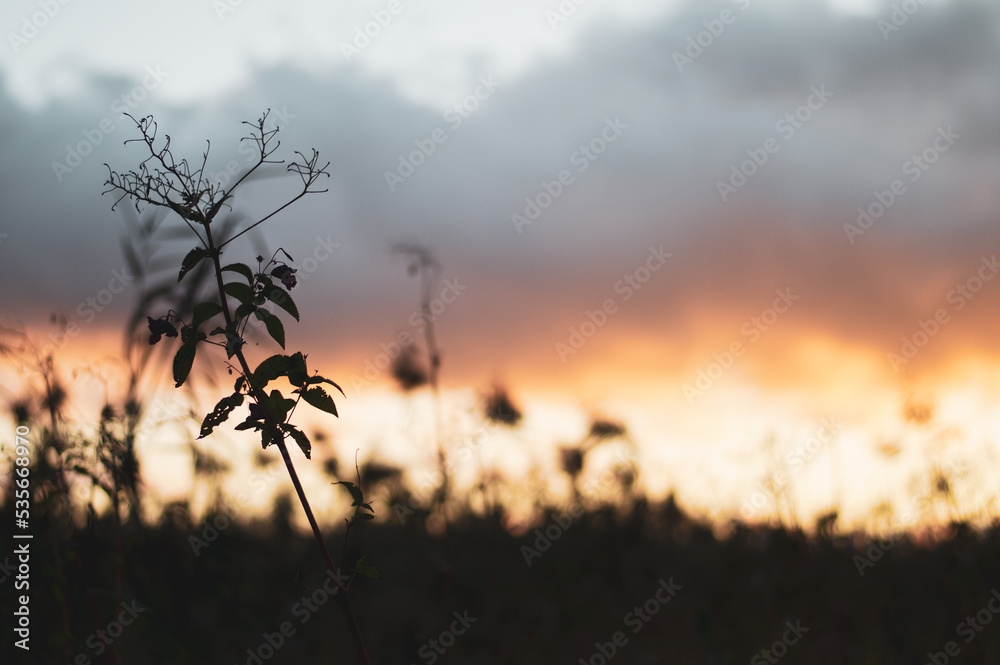Fototapeta premium Sunset in nature. Weeds growing in wilderness. Plant silhouettes on bright sunset background