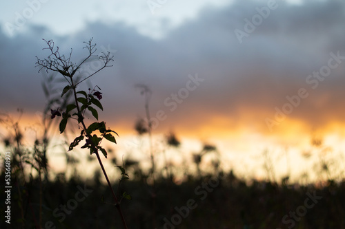 Sunset in nature. Weeds growing in wilderness. Plant silhouettes on bright sunset background