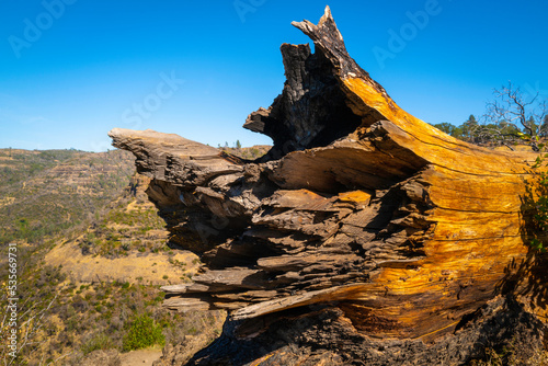 Large fallen tree trunk on the cliff top of Butte Creek Canyon in Bille Park of paradise, Northern California off on the Skyway road