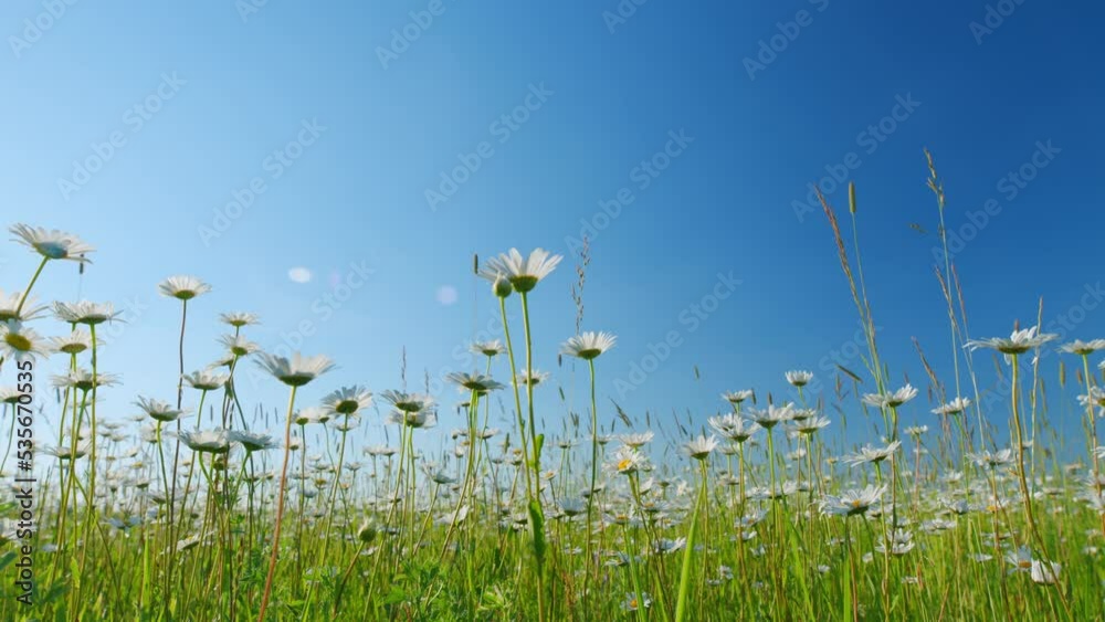 Wind sways chamomile flowers in the meadow. Botanical view of chamomile flowers. Low angle view.