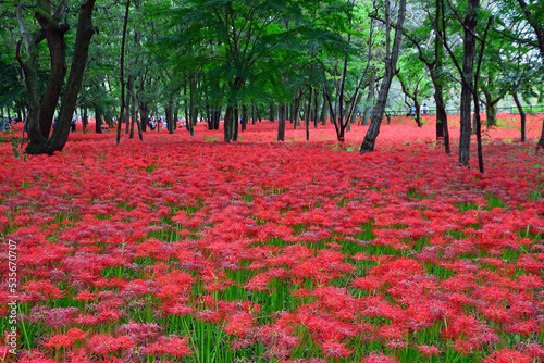 Red spider lilies at Manjyusyage Park in Saitama Prefecture, Japan photo
