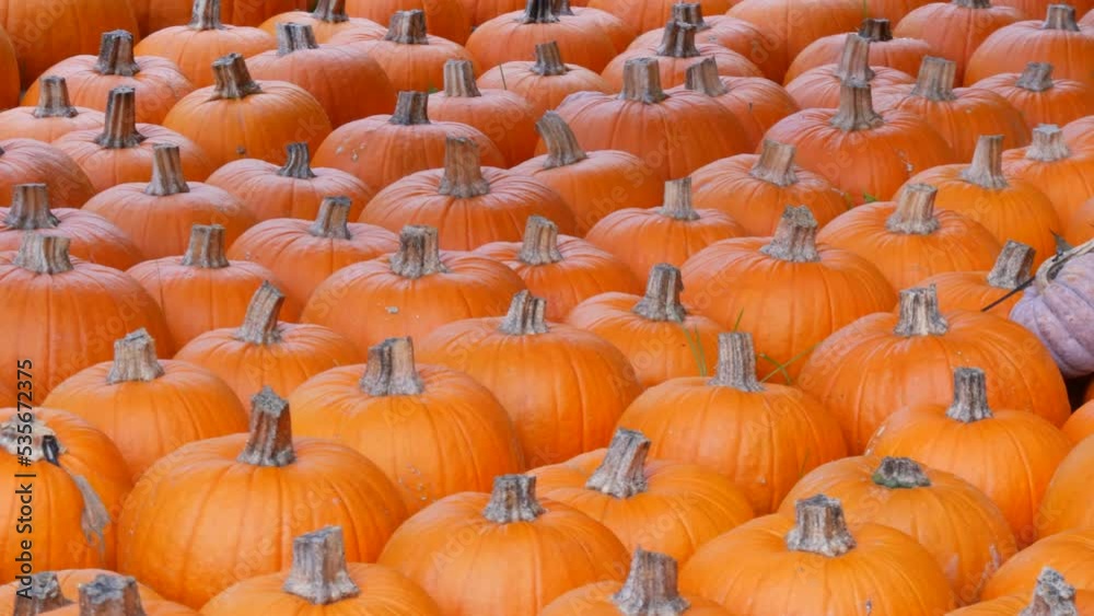 Pumpkin harvest. Smooth row of huge number of various pumpkins on the field in the autumn rays of the setting sun. Red or orange Pumpkins of various shapes and sizes. Halloween preparation Pumpkin harvest. Smooth row of huge number of various pumpkins on the field in the autumn rays of the setting sun. Red or orange Pumpkins of various shapes and sizes. Halloween preparation