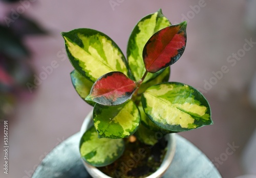 Closeup of the beautiful variegated green, yellow and red leaves of Hoya Australis Lisa photo