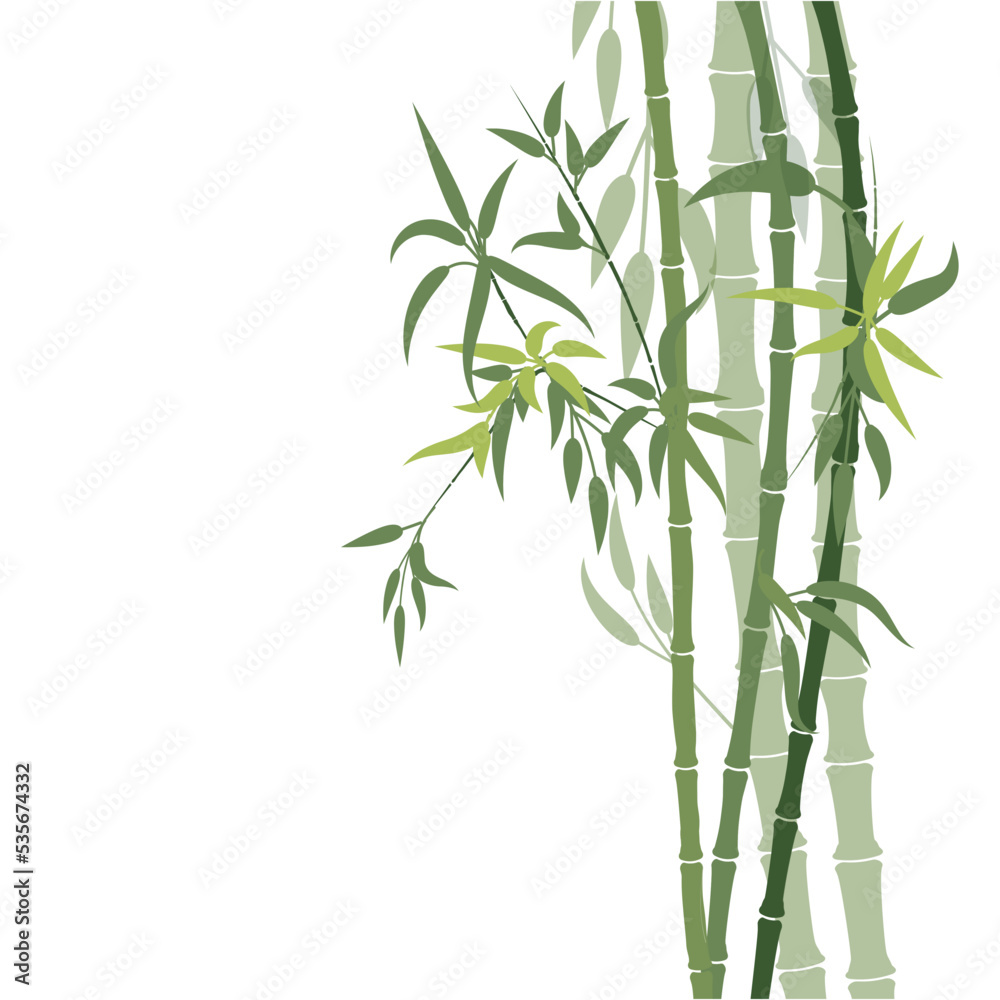 bamboo isolated on white bamboo isolated on white