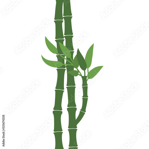 bamboo isolated on white background