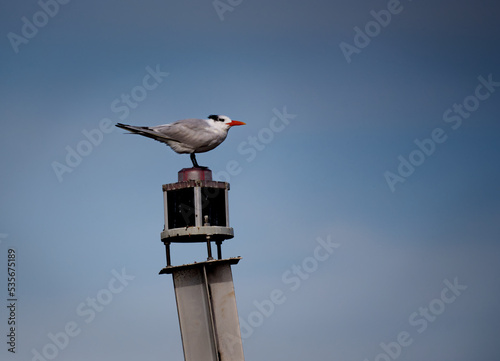 A close up of a royal tern perched on a river channel marker light with a blue gray background.