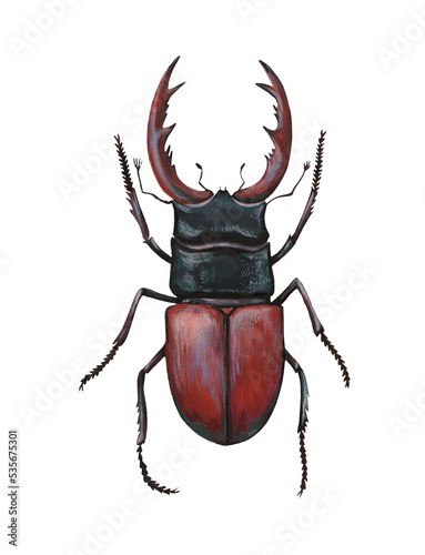 Stag beetle, lucanus cervus, isolated on white background. Hand painted detailed illustration. 