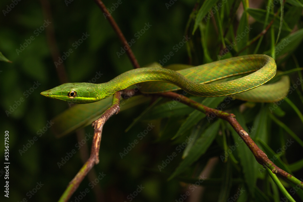 green snouted vine snake on the tree brush green snouted vine snake on the tree brush