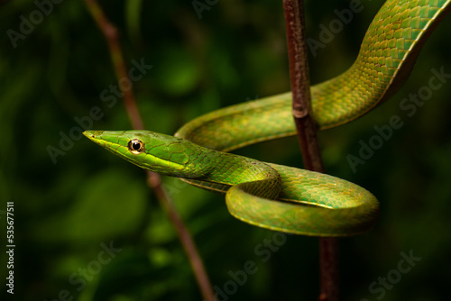 green snouted vine snake on the tree brush