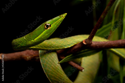 macro of green snouted vine snake on the black background