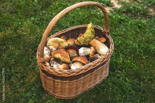 Basket full of fresh forest mushrooms.Autumn season.