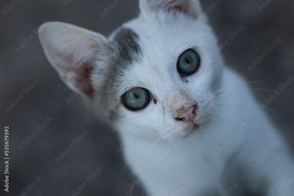 White beautiful cat profile close up modern background high quality big size print White beautiful cat profile close up modern background high quality big size print