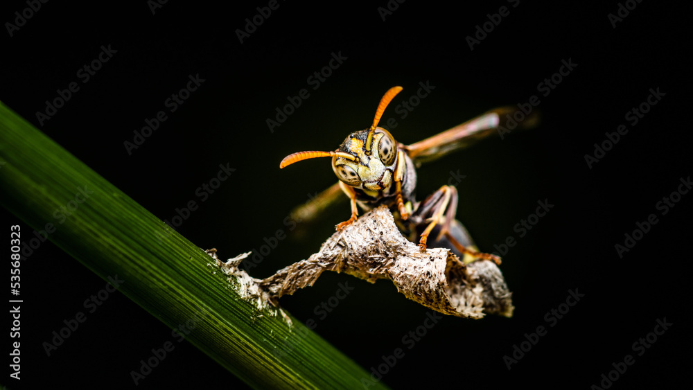 Naklejka premium Close up Ropalidia Fasciata, Paper Wasp taking care it's tiny nest on nature background, Thailand.
