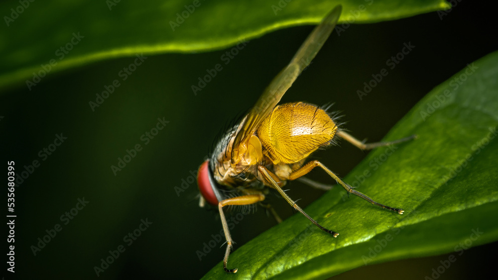 Fototapeta premium Close up a Fly on green leaf and nature blurred background, Common housefly, Colorful insect, Selective focus.
