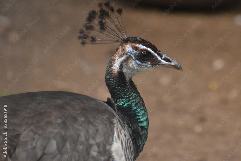 peacock with feathers