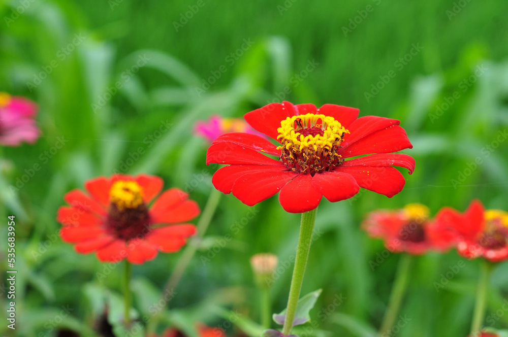 Red Zinnia flower is a genus of plants of the tribe Heliantheae within the family Asteraceae