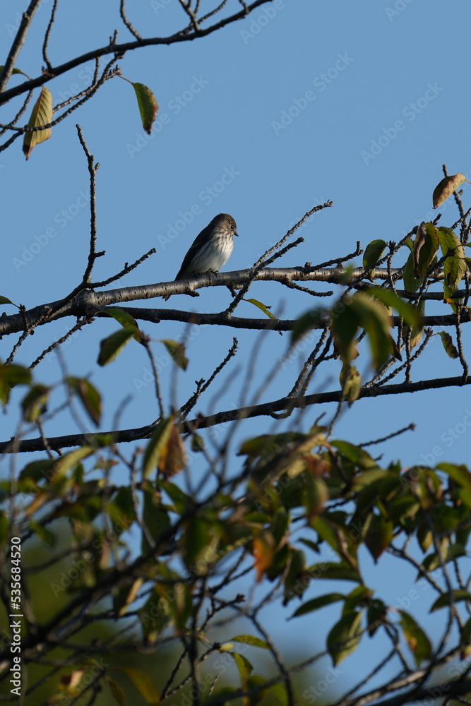 grey streaked flycatcher on a branch grey streaked flycatcher on a branch
