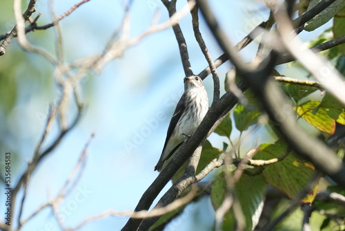 grey streaked flycatcher on a branch photo