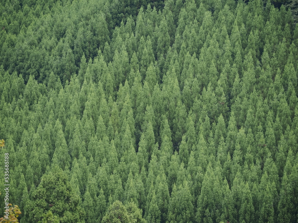 Obraz premium 北山杉の植林地