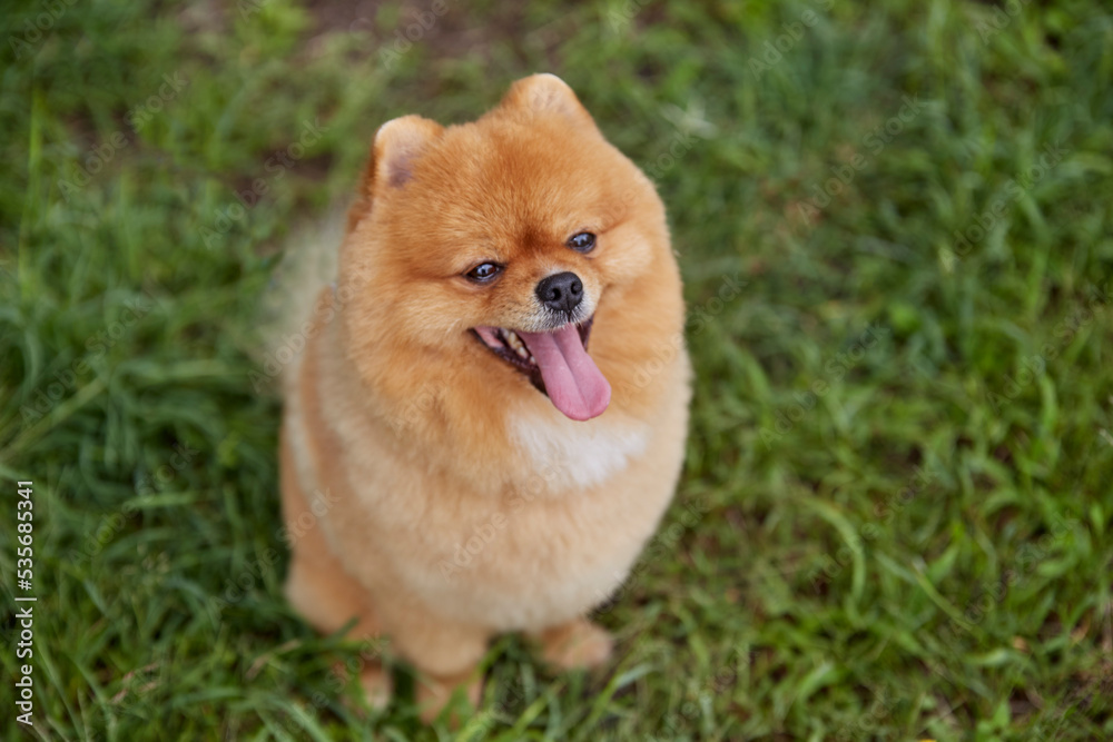 Pomerania Oso