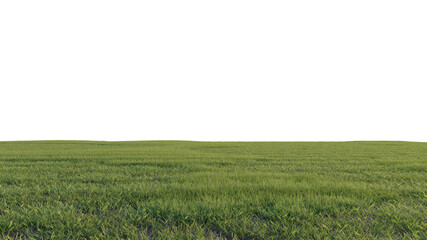 grass and flower beautiful field