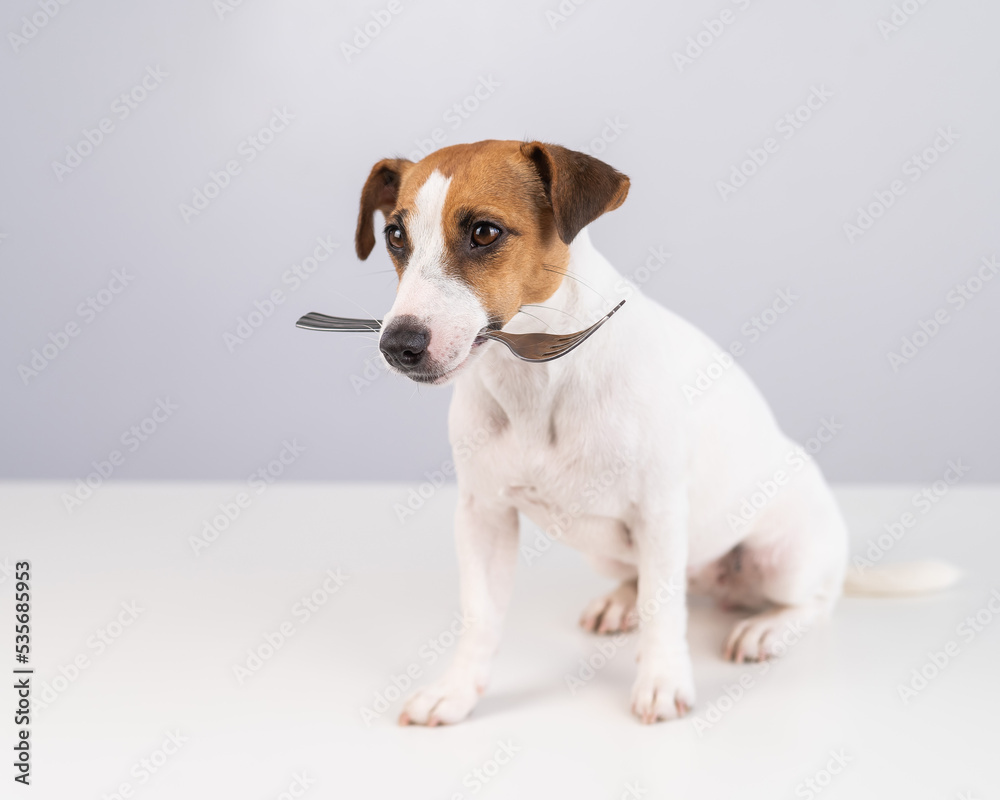 Portrait of a dog Jack Russell Terrier holding a fork in his mouth on a white background. 