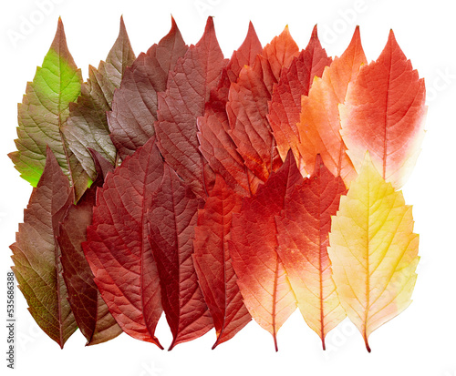 Autumn square pattern of fall leaves isolated on white background  red yellow green gradient colors  flat lay fallen seasonal leaves. Top view colored foliage  autumn tones and textures