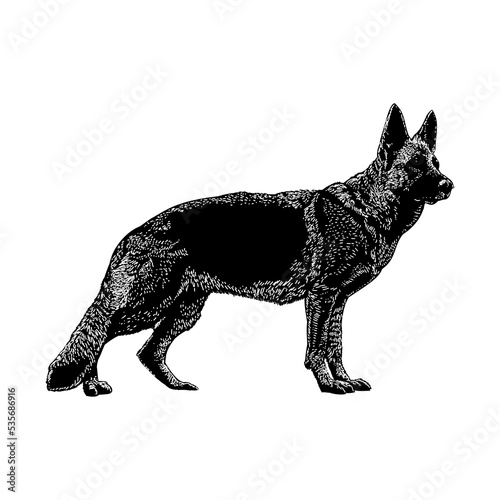 German Shepherd hand drawing vector illustration isolated on background
