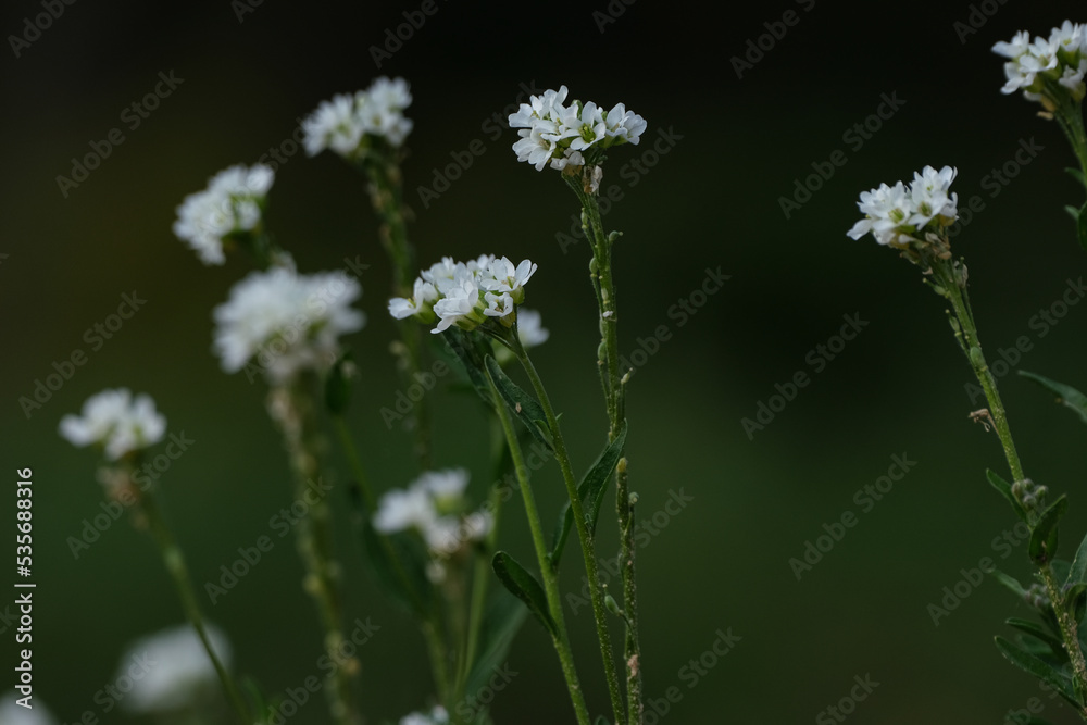 white autumn meadow flowers on green blurry background white autumn meadow flowers on green blurry background