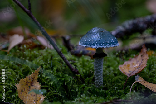 Stropharia aeruginosa commonly known as the verdigris agaric - amazing blue mushroom, Verdigris agaric (Stropharia aeruginosa) closeup in forest floor