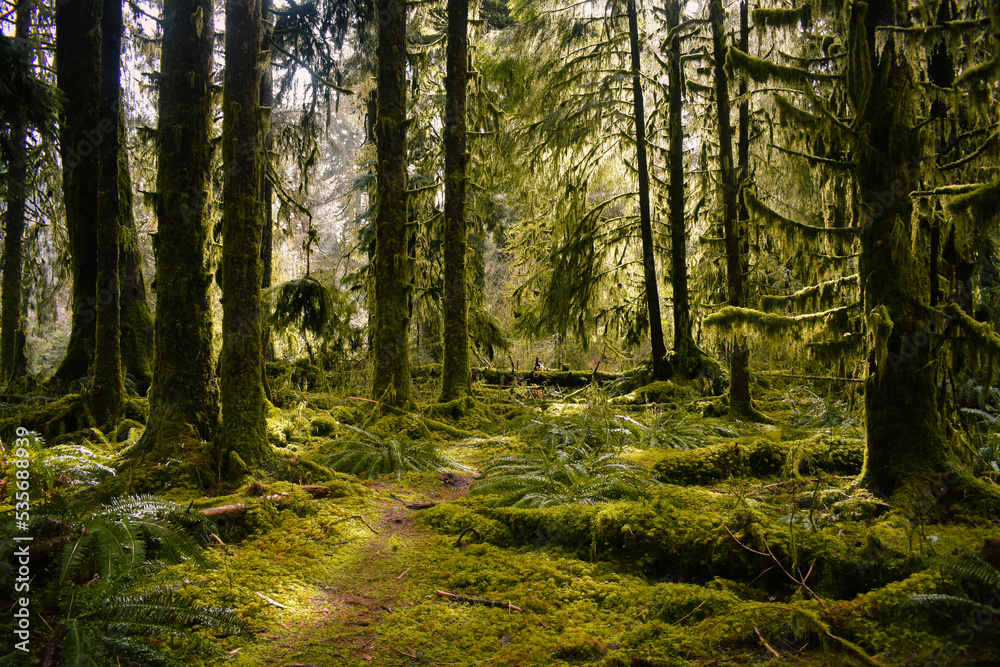 Obraz premium Mossy Trail in the Woods