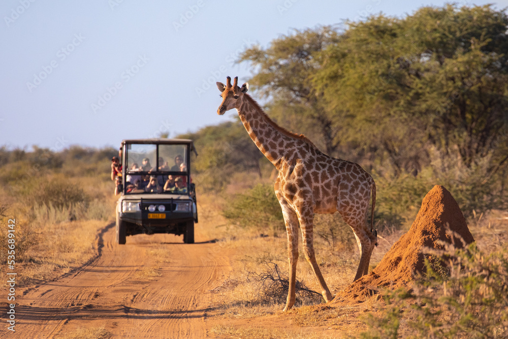 A wild giraffe crosses an African road ahead of a safari vehicle of tourists - obrazy, fototapety, plakaty 