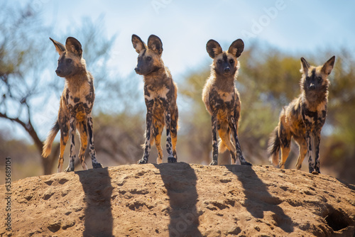 African Painted Dog in Namibia wild Africa Safari photo