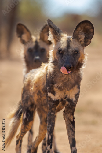 African Painted Dog in Namibia wild