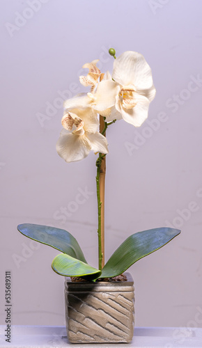 orchid in a vase