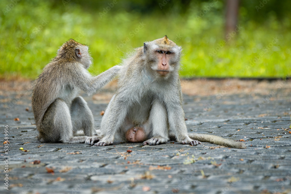 Naklejka premium A young long tailed macaque macaca fascicularis scratching adult macaque in a roadside at Taman Nasional baluran National Park Situbondo