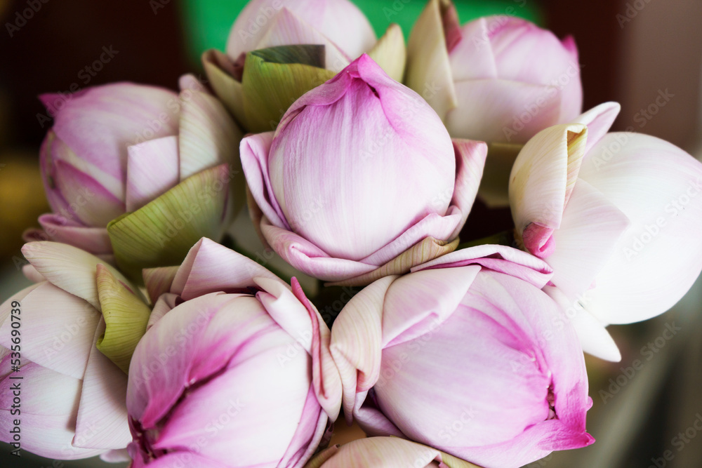 Obraz premium folded petal pink lotus flowers