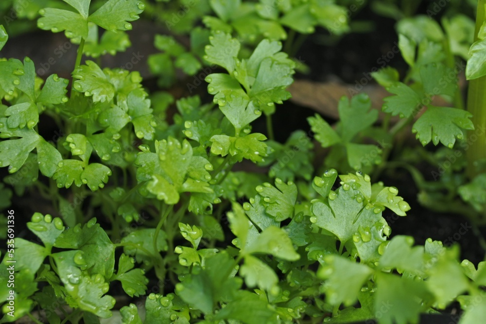 celery, rich in benefits also usually for additional ingredients in Asian cuisine celery, rich in benefits also usually for additional ingredients in Asian cuisine