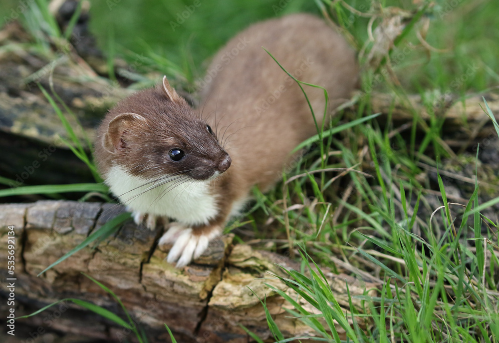 A Stoat, Mustela Erminea, hunting around for food in a pile of logs. A Stoat, Mustela Erminea, hunting around for food in a pile of logs.