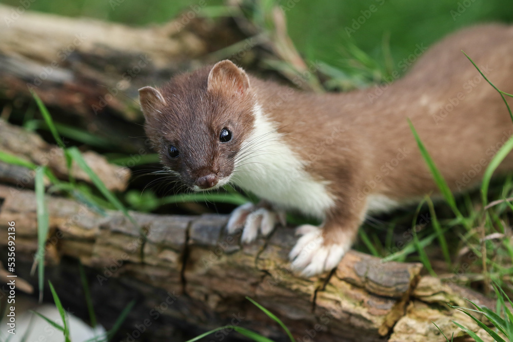 A Stoat, Mustela Erminea, hunting around for food in a pile of logs. A Stoat, Mustela Erminea, hunting around for food in a pile of logs.