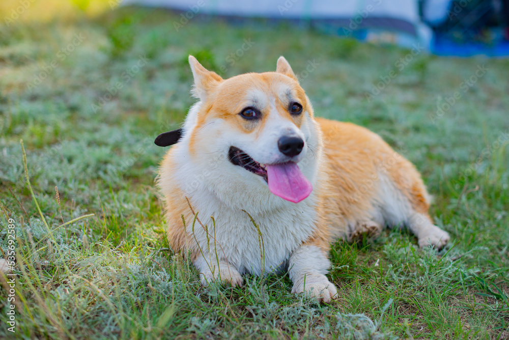 one corgi royal dog lies on the grass